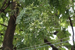 Millingtonia hortensis